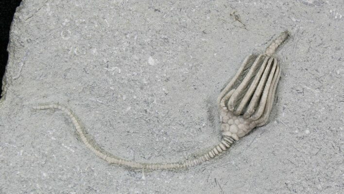 Macrocrinus Crinoid With Stem - Indiana #29384